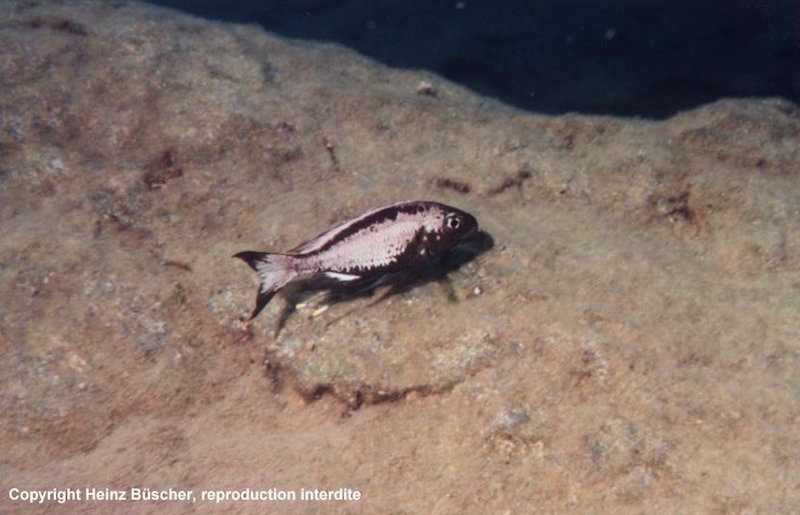 Ophthalmotilapia sp. 'whitecap' Kitumba